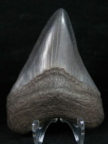 Beautiful Megalodon Tooth - Georgia River Find #10985